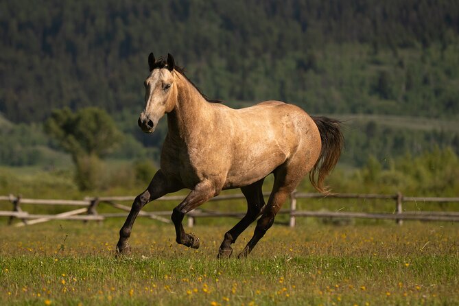 Horseback Riding with Grand Teton Views in Jackson Hole - A Real Ranch Experience, Not a Polished Show
