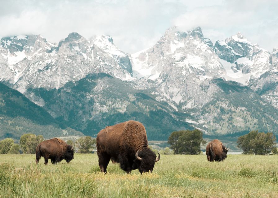 Jackson: Grand Teton National Park Guided Wildlife Tour - Who should book this wildlife tour?