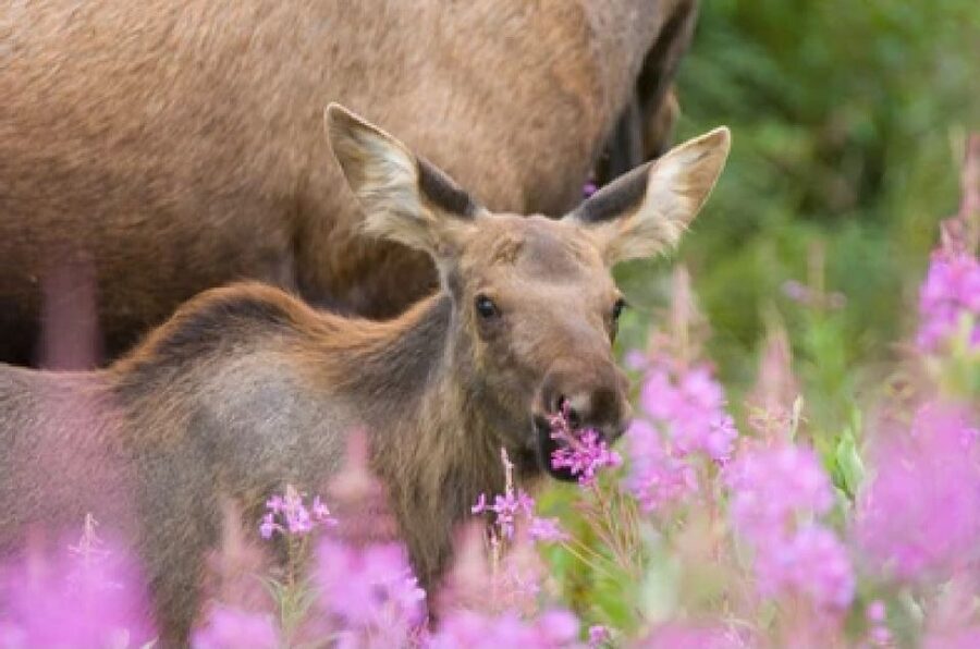 Jackson: Grand Teton National Park Guided Wildlife Tour - Four hours in Grand Teton with expert eyes