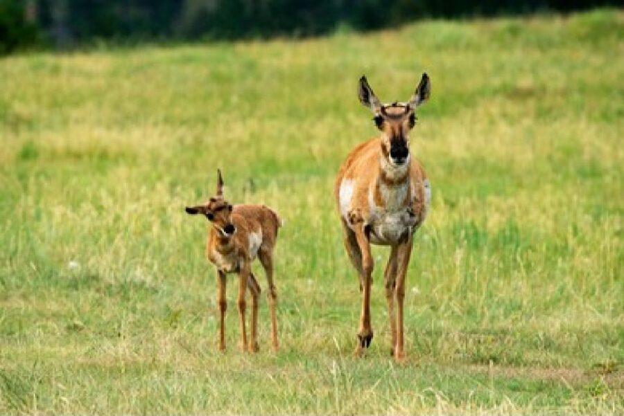 Jackson: Grand Teton National Park Guided Wildlife Tour - Summer in an open safari vehicle
