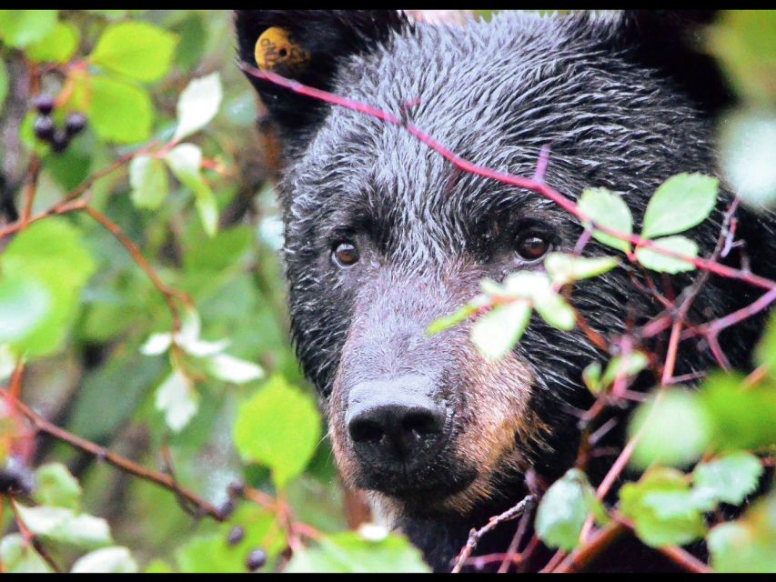 Jackson: Grand Teton National Park Guided Wildlife Tour - Stops, short walks, and the value of not driving