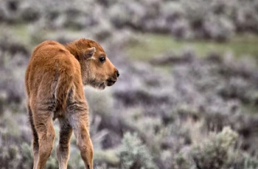 Jackson: Grand Teton National Park Guided Wildlife Tour - Guides are the heart of the experience