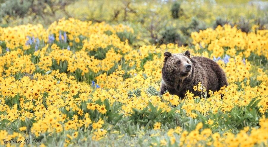 Jackson: Grand Teton National Park Guided Wildlife Tour - Snacks, binoculars, and the $159 question