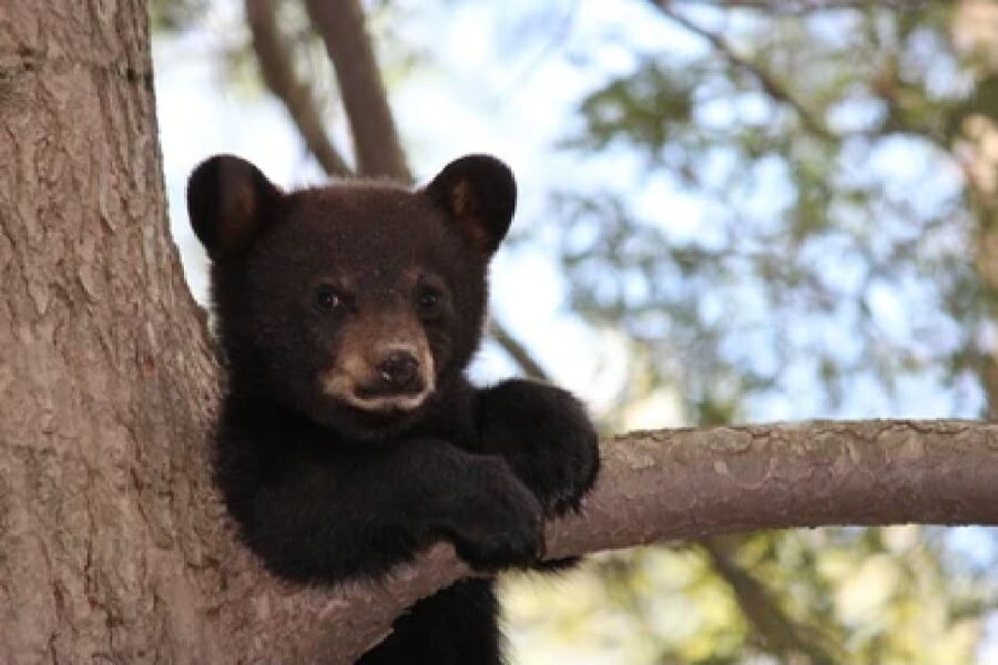 Jackson: Grand Teton National Park Guided Wildlife Tour - Dawn and dusk give you the best odds