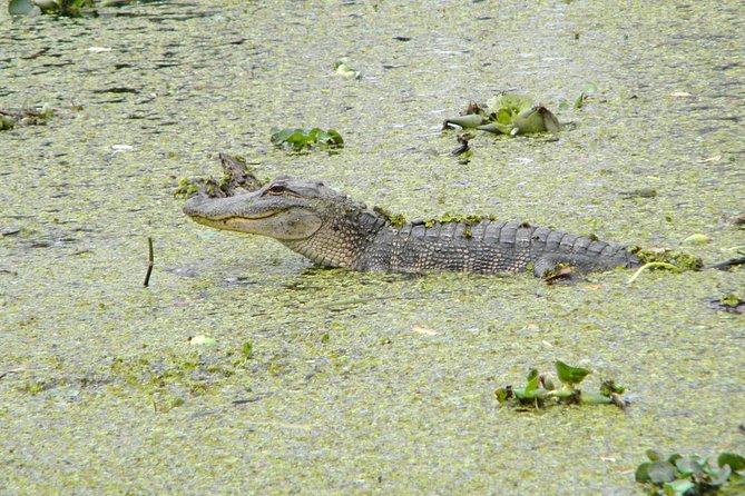 Jean Lafitte 90-Minute Swamp and Bayou Boat Tour - Redeeming Your Ticket at Leo Kerner Parkway