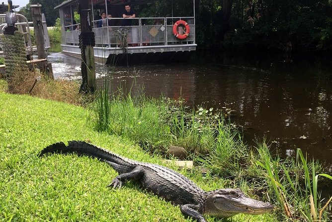 Jean Lafitte 90-Minute Swamp and Bayou Boat Tour - The Covered Pontoon and the 90-Minute Route