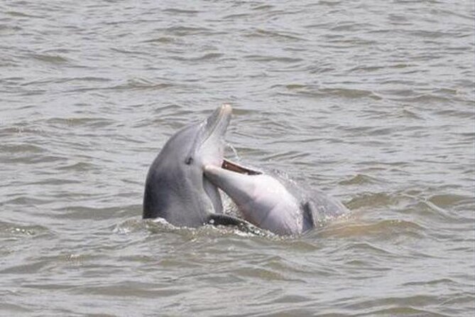 Jekyll Island Dolphin Tours - Key points before you book
