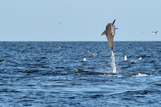 Jekyll Island Dolphin Tours - What the 90-minute cruise is really like