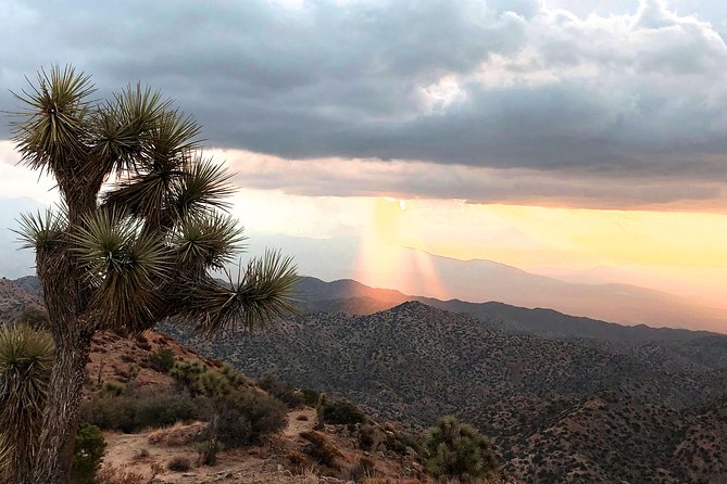 Joshua Tree National Park Scenic Tour - Vehicle comfort and the van versus Hummer question