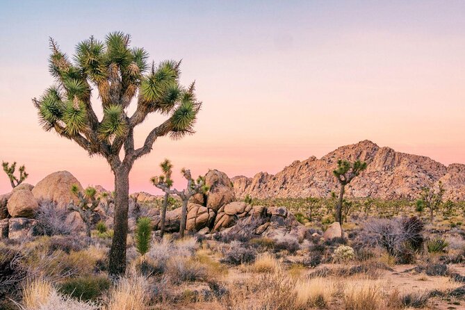 Joshua Tree National Park Self-Guided Driving Audio Tour - The essential facts at a glance