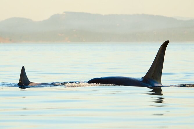 Juneau Wildlife Whale Watching - The crew is a major part of the experience