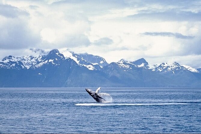 Juneau Wildlife Whale Watching - Who will enjoy this Juneau excursion most