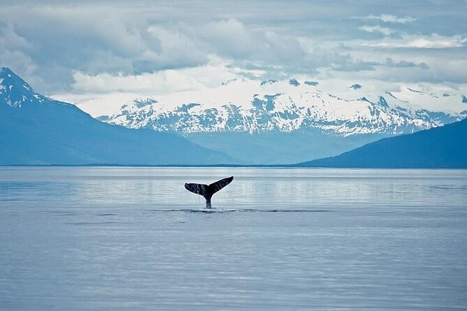 Juneau Wildlife Whale Watching & Mendenhall Glacier - What whale watching is really like