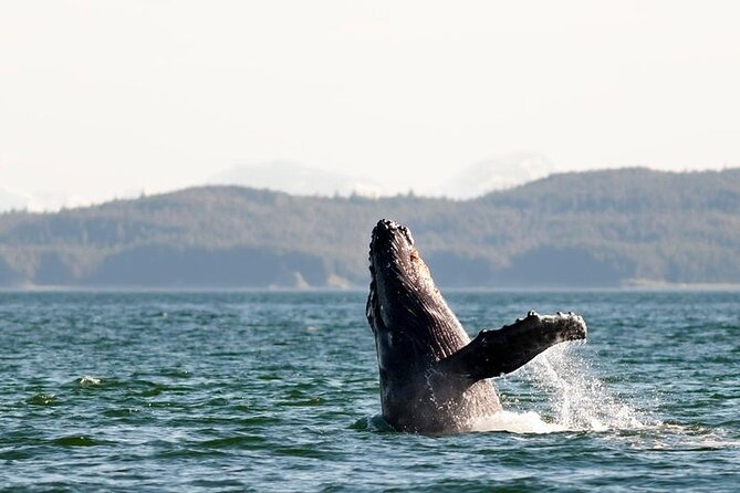 Juneau Wildlife Whale Watching & Mendenhall Glacier - The best guides can shape the day