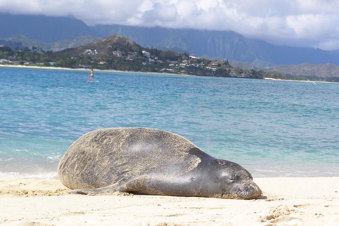 Kailua Bay, Oahu: Epic Kayak and Snorkel to Islands - Choosing Popoia Island or the Mokulua Islands