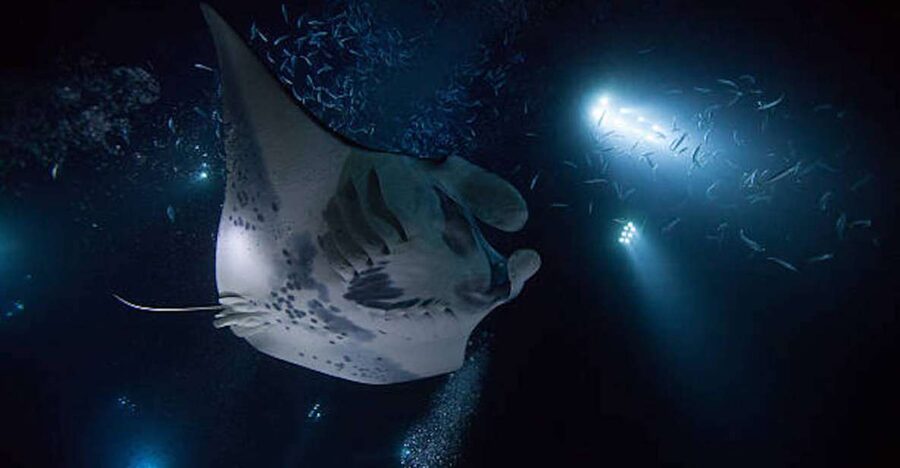 Kailua-Kona: Manta Ray Watching Nighttime Boat Trip - Key points worth knowing before you book