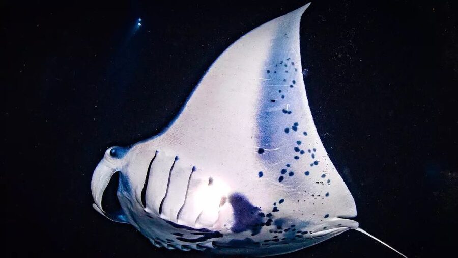 Kailua-Kona: Manta Ray Watching Nighttime Boat Trip - The catamaran ride out from Kona
