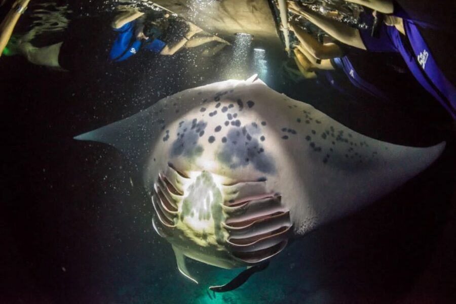 Kailua-Kona: Manta Ray Watching Nighttime Boat Trip - Snacks, equipment, and comfort
