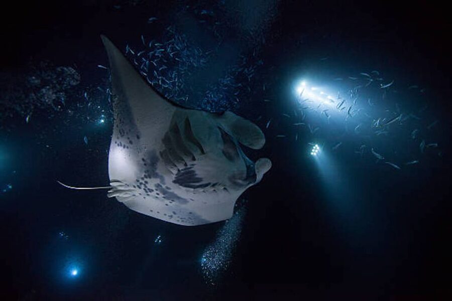 Kailua-Kona: Manta Ray Watching Nighttime Boat Trip - Arriving at Honokohau Harbor