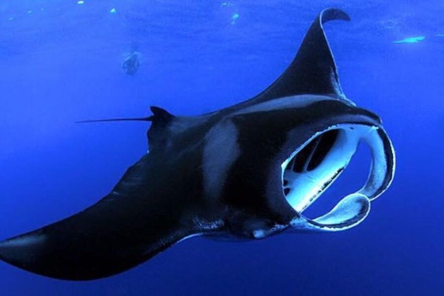 Kailua Kona: Night Manta Ray Adventure on the Big Island - Holding the light board beneath Kona’s night sky