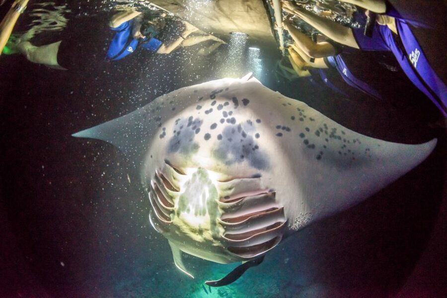Kailua Kona: Night Manta Ray Adventure on the Big Island - Crew support makes a real difference