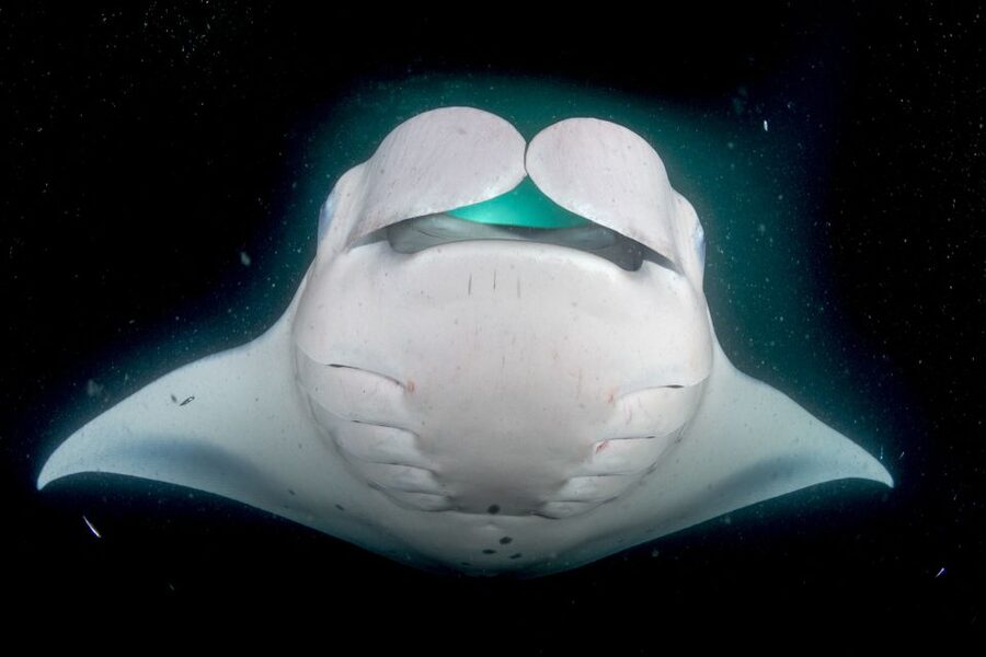 Kailua Kona: Night Manta Ray Adventure on the Big Island - Seasickness, cold, and other practical concerns