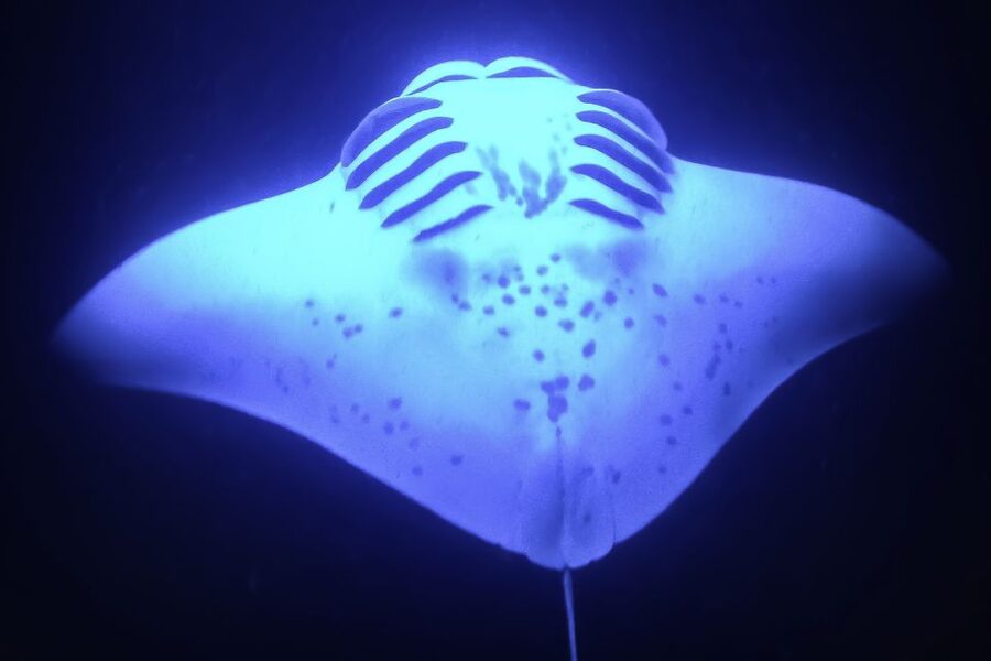 Kailua Kona: Night Manta Ray Adventure on the Big Island - Is $121 a fair price?