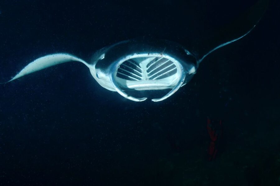 Kailua Kona: Night Manta Ray Adventure on the Big Island - Who should book this Kona activity?