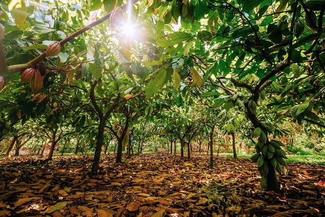 Kauai Chocolate Farm Tasting Tour - From raw seeds to Hawaiian-grown chocolate
