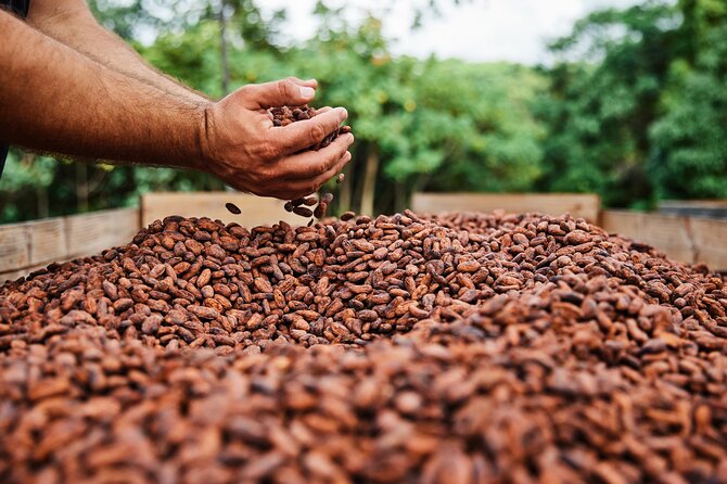 Kauai Chocolate Farm Tasting Tour - How much value do you get for $145?