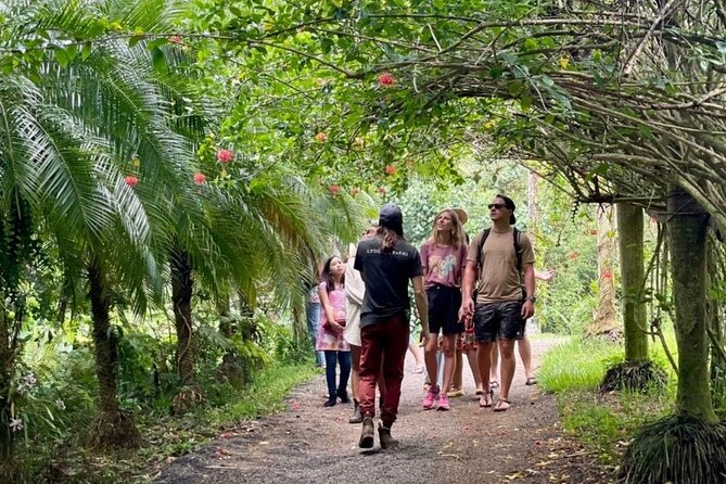 Kauai Chocolate Farm Tasting Tour - Meeting the cacao tree and its unusual fruit