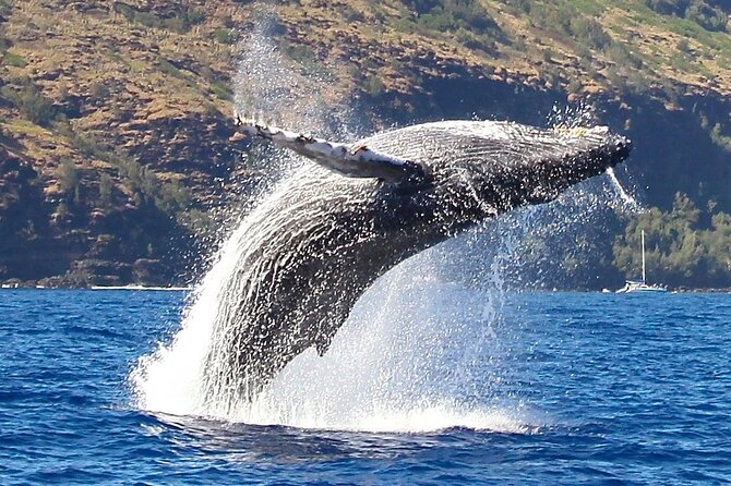 Kauai: Nā Pali Coast Zodiac Raft Expedition and Snorkeling - Dolphins, turtles, and winter whales