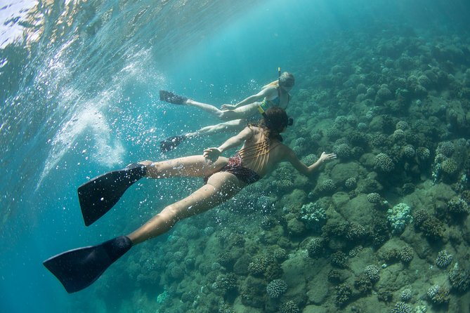 Kauai’s Na Pali Coast Snorkel and Sail Tour - Wildlife can rescue a weather-compromised day