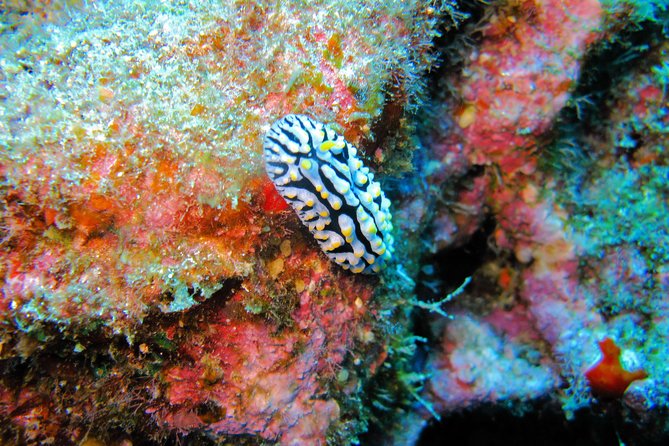 Kauai’s Ultimate Guided Shore Snorkel in South Poipu - Up to an hour among fish and turtles