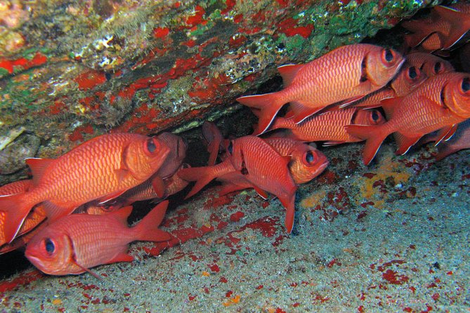 Kauai’s Ultimate Guided Shore Snorkel in South Poipu - What the $119.80 price really covers