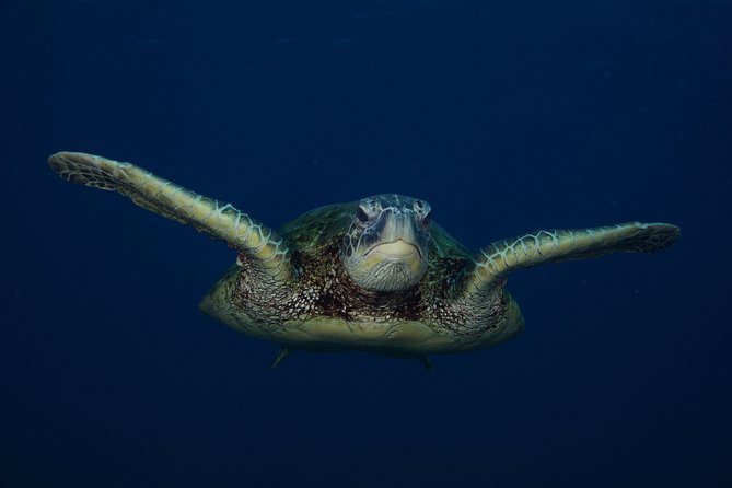 Kauai’s Ultimate Guided Shore Snorkel in South Poipu - Who should choose this shore snorkel?
