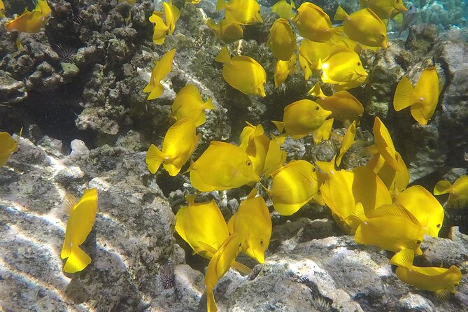 Kealakekua Bay (Captain Cook Monument) Snorkel and Sail Adventure - What you can see during the one-hour snorkel