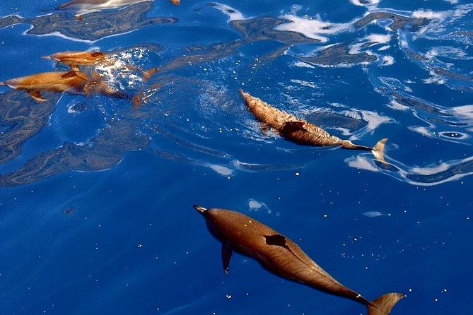 Kealakekua Bay (Captain Cook Monument) Snorkel and Sail Adventure - The crew makes the difference