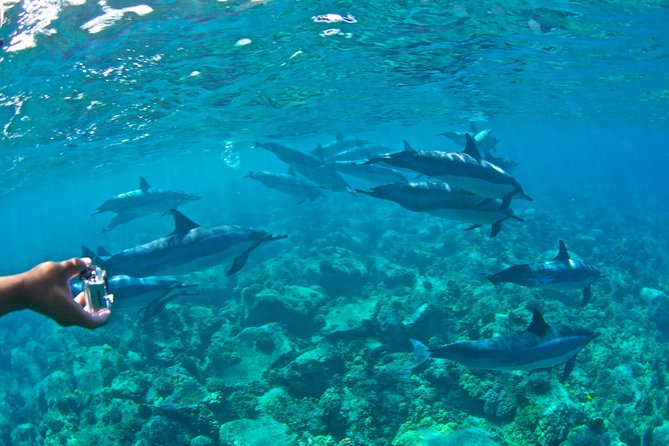 Kealakekua Bay Snorkeling Tour - 4 hour Kona Zodiac Adventure - Lava caves, coastal geology, and the return trip