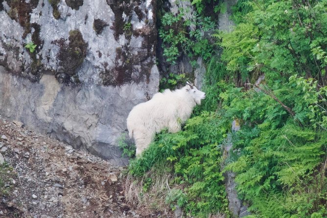 Kenai Fjords and Resurrection Bay Half-Day Wildlife Cruise - Five things to know before you sail