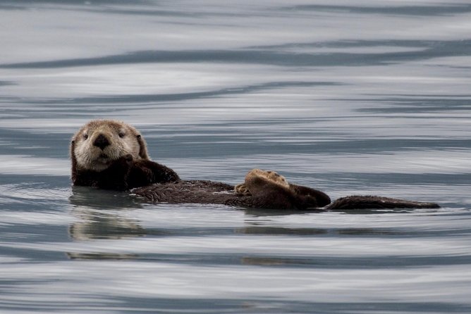 Kenai Fjords and Resurrection Bay Half-Day Wildlife Cruise - Bear Glacier and the scale of ice