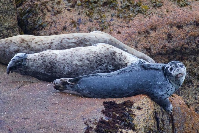 Kenai Fjords and Resurrection Bay Half-Day Wildlife Cruise - What the boat offers on a four-hour ride