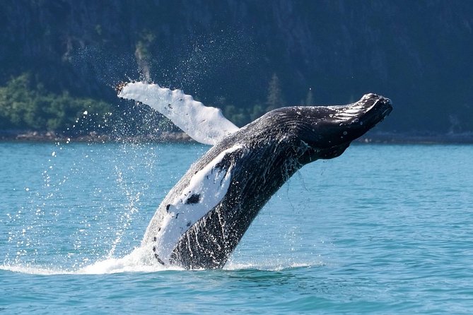 Kenai Fjords and Resurrection Bay Half-Day Wildlife Cruise - Staying comfortable when the bay gets rough