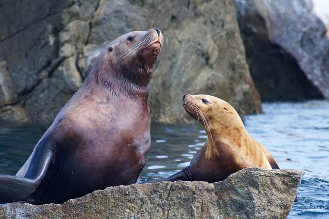 Kenai Fjords National Park Glacier & Wildlife Cruise - Starting in Seward for a full day on the water