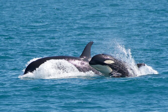 Kenai Fjords National Park Glacier & Wildlife Cruise - Wildlife watching requires patience and luck