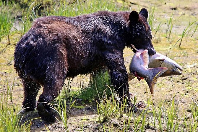 Ketchikan All In One - Herring Cove and the search for wildlife