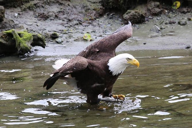 Ketchikan All In One - Guides can make or break the day