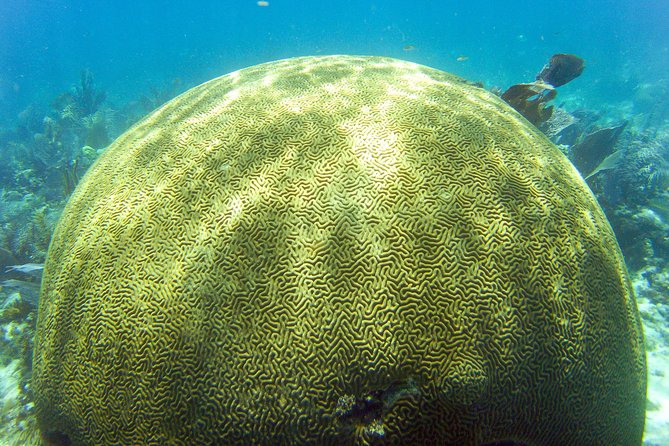 Key Largo Snorkeling Tour - rental mask, fins and vest INCLUDED - The reef stops and what makes each one special