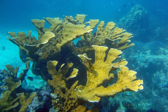 Key Largo Snorkeling Tour - rental mask, fins and vest INCLUDED - What you are likely to see below the surface