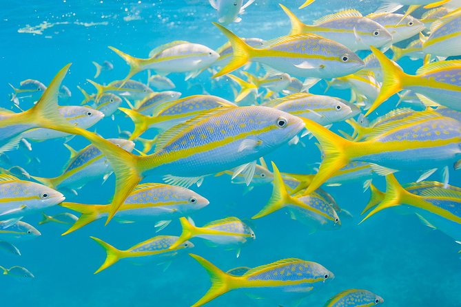 Key Largo Snorkeling Tour - rental mask, fins and vest INCLUDED - Why beginners tend to like this outing